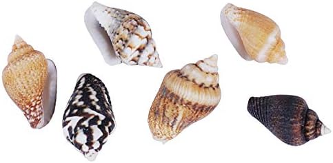 PPCLION 2000 PCS Tiny Mini Small Sea Shells for Crafting Spiral Conch Shells for Crafts Charms for Home Decorations Candle Decor DIY Fish Tank and Beach Vase Filler
