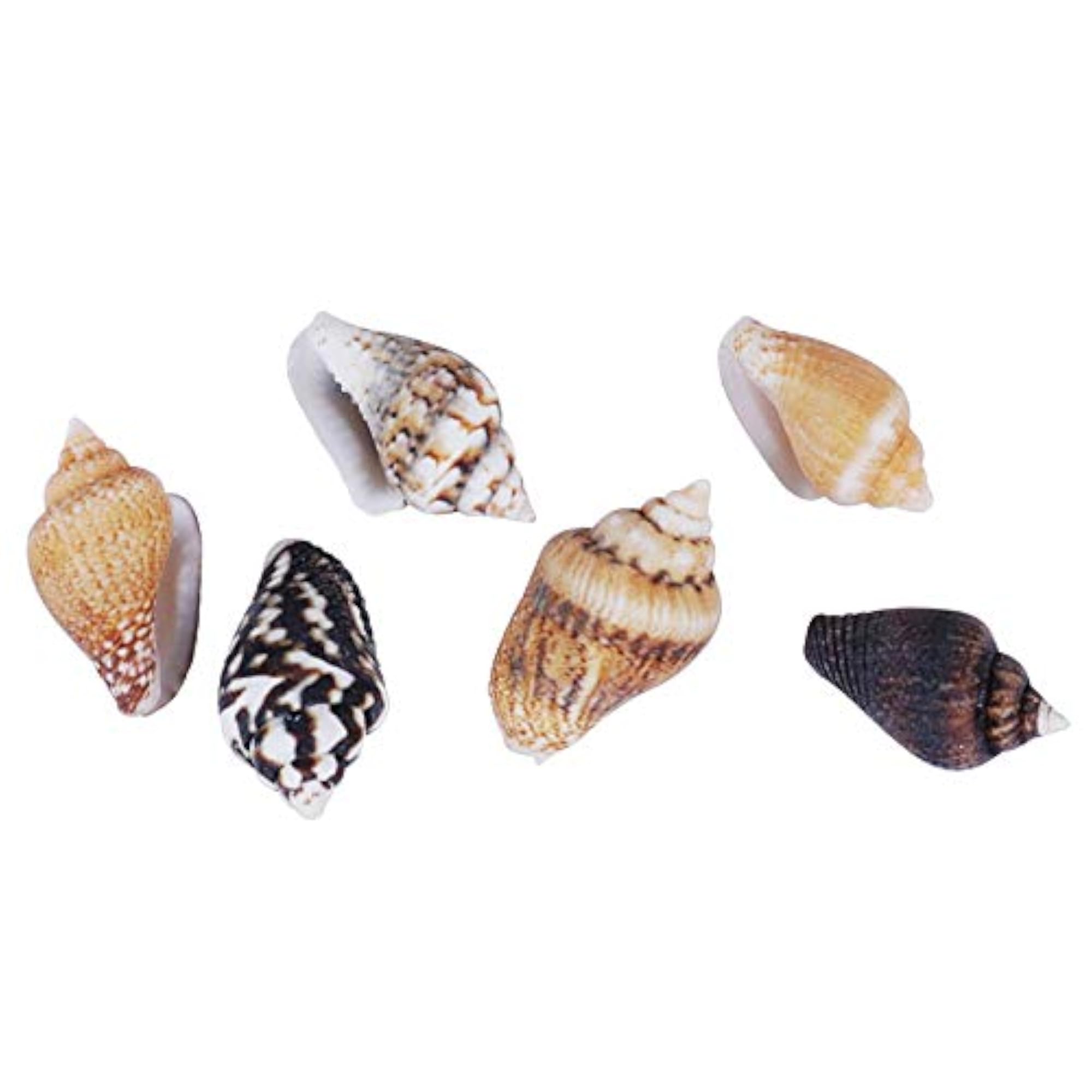 Tiny Mini Sea Shells for Crafting and Home Decorations (2000 PCS)