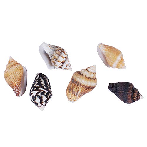 2000 PCS Tiny Mini Small Sea Shells for Crafting Spiral Conch Shells for Crafts Charms for Home Decorations Candle Decor DIY Fish Tank and Beach Vase Filler