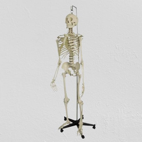 Articulated human skeleton model with stand plastic base and iron rod-image-8