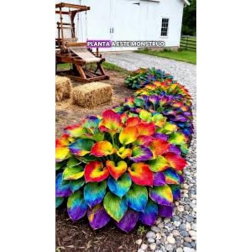 Hosta Bulbs for Planting, Excellent Display,Hosta Mix,Perennial-5 Bulbs