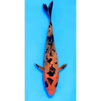 べっ甲額 昇鯉 419LjXSexiL._UF350,350_QL50_.jpg