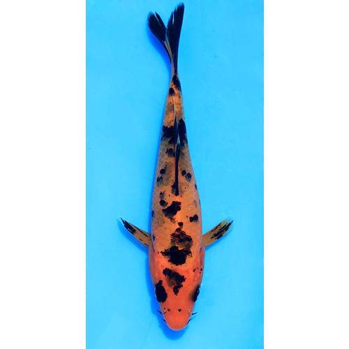 錦鯉　べっ甲細工　アート　工芸品 錦鯉 べっ甲細工 アート 工芸品 錦鯉 べっ甲細工 アート 工芸品