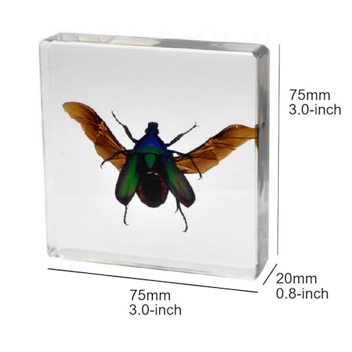 Image of Taxidermy Beetle Butterfly Cicada, Real Bug Insect Specimens in Resin Preserved, Clear for Closer-Look & Study, Science Educational Classroom Specimen, Unique Gift Ornament (E, 3.0x3.0x0.8-inch)