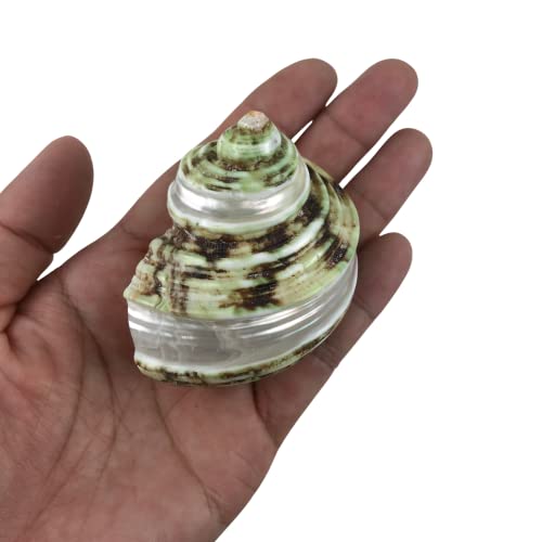 Image of MMvolesy Assorted Turbo Shell,Hermit Crab Shells 4Pc