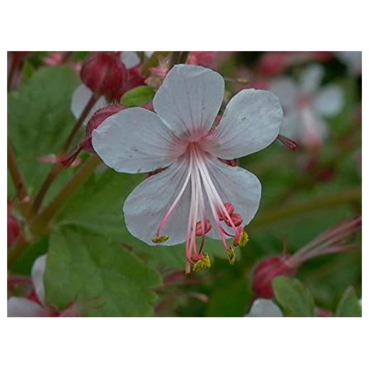 Storchschnabel 'Spessart'