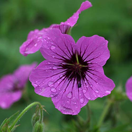 Plants By Frank - 60x Geranium Rozanne - Ooievaarsbek - Pot 9 Cm