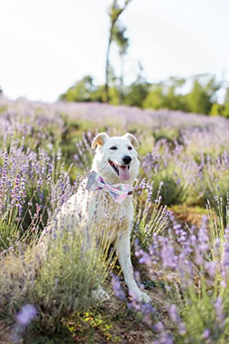 Unique style paws Hundehalsband, weiches Hundehalsband mit Fliege, strapazierfähiges Hundehalsband mit Schleife verstellbares Hundehalsband für kleine mittelgroße Hunde