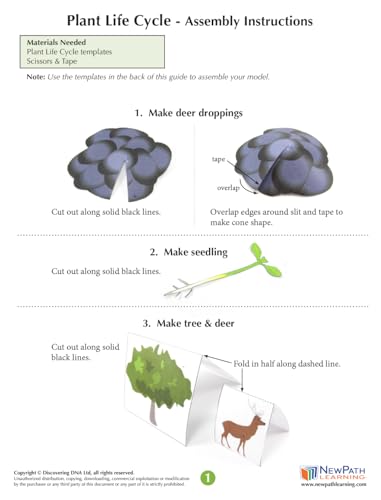 Image of NewPath Plant Life Cycle 3D Paper Model Making Kit - Individual Student Edition (24-7743)