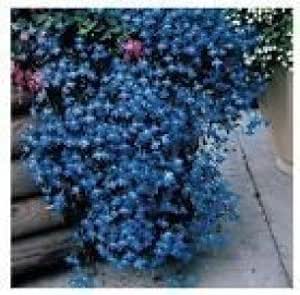 Männertreu 1000 Samen, Lobelie Pendula Sapphire Samen, Hängelobelien