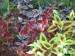 Coleus Rainbow Mixed Seeds by Country Value