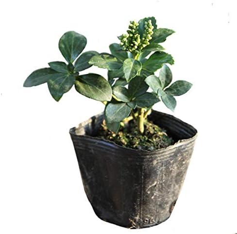 Amazon Co Jp フッキソウ 24ポットセット 常緑 苗 グランドカバー 日陰 富貴草 吉事草 Diy 工具 ガーデン