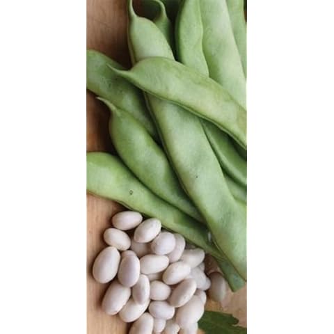 Heirloom ITALIAN ROMA BUSH Bean 100 SEEDS High Yields Stringless Cover