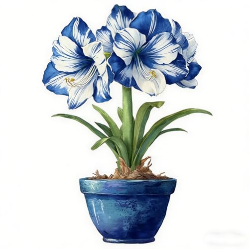 ICXGGJMH Holiday Amaryllis Grow Kit - Hydroponic/Pot Planting - Christmas Edition (1 Pc)