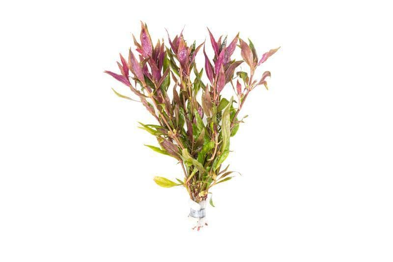 Maalavya Alternanthera Reineckii Lilacina Live Aquarium Aquatic Plant (8 to 10 Stems) with Pot (Pack Of 2) (B0BNJ8H97Y) Amazon Price History, Amazon Price Tracker