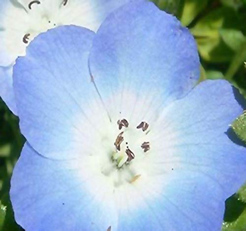 Amazon Com Baby Blue Eyes Flower Seeds Nemophila Menziesii Full Sun To Partial Shade Bright Blue Flowers Big Pack 16 000 Seeds Patio Lawn Garden