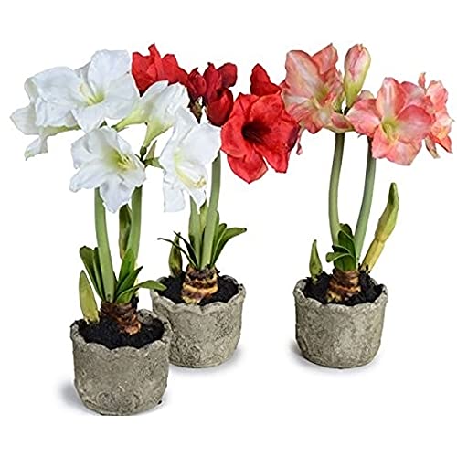 Image of Kraft Seeds Gate Garden Amaryllis Lily Flower Bulbs (Multicolour, Pack of 11) & Ixia Flower Bulb Mix (Pack of 6)