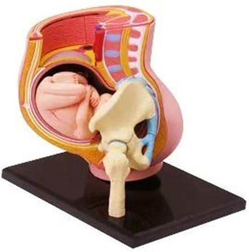 Modèle pelvis pregnancy avec fœtus de 9 mois et 27 organes amovibles AMITD