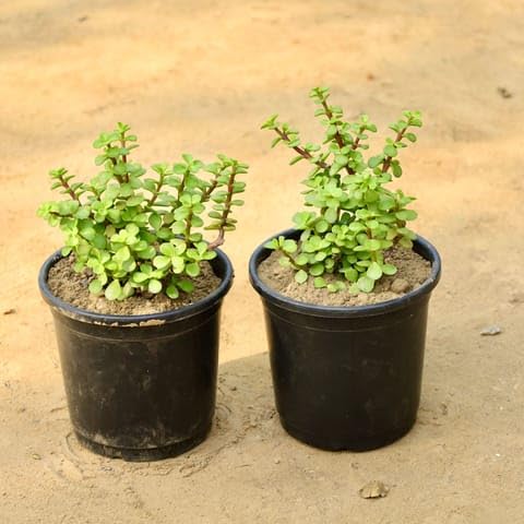 Bedroom Plants Set of 2 - Jade Plants in 6 Inch Nursery Pot-image-12