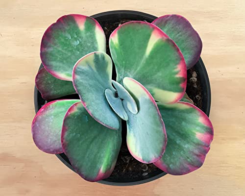 4" Kalanchoe Thyrsiflora Variegated, Live Succulent Fully Rooted In Pots With Soil Mix, Rare House Plant For Home Indoor Holiday Wedding Garden Decor, Diy Projects, Party Favor Gift For Her #TOP2