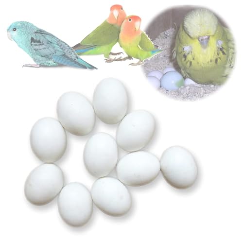 Image of MESINURS Solid Plastic Eggs - Parrot Bird Hatching Replacing Eggs for Guiding Birds to Stop Laying, 10 PCS (L)