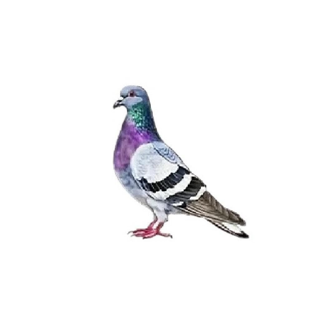 Pigeon Waterproof Vinyl Sticker Realistic Bird Decal for Car Motorcycle Laptop Helmet Decor