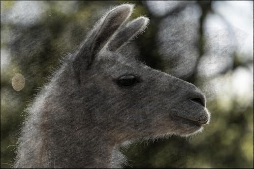 e541 &mdash; Invisible Llamas