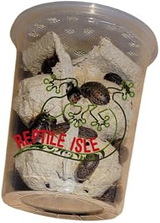 100 Dubia Roaches Live - Bearded Dragon Live Food | Reptile Food, Dubia Roaches for Reptiles 3/4-1 (100 Large)