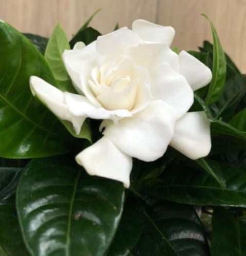 Gardenia Evergreen Shrub- Jasminoides Crown Jewel - 1 x 9cm Pot
