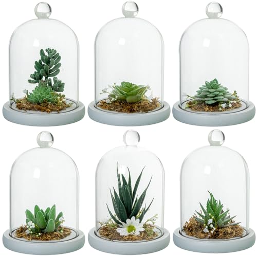Set di 6 fanali in vetro con piante grasse artificiali assortite 11.5 x 11.5 x 14.5 cm