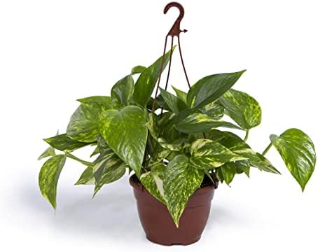 Cool Green - Plantas Naturales - Poto