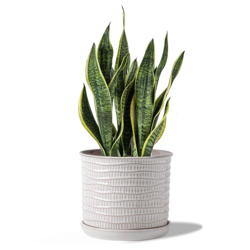 Chubacoo 8 Inch Plant Pot : Ceramic Planter Pot with Drainage Hole & Saucer - Flower Pot for Indoor & Outdoor Plants - Planter with Separate Tray for Home/Office - Wave Embossed, Cream White