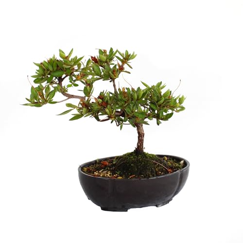 KENTIS - Bonsai Azalea Satsuky - Bonsai Giapponese Azalea Fiore Rosa - Piante Vere da Esterno Made in Japan - H 17-23 cm Vaso Ø 16 cm
