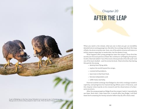 The Peregrine Falcon: The Epic Life and Times of the World's Fastest Creature – vue 8