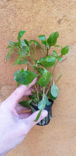 Desconocido Planta de Acuario.Ludwigia palustris Red
