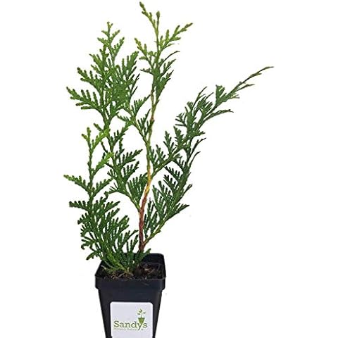 Sandys Nursery Online Thuja Green Giant Arborvitae 3 inch, Lot of 60 Cover