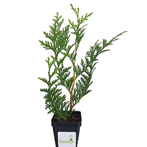 Sandys Nursery Online Thuja Green Giant Arborvitae Lot of 4, 3 Inch Pot