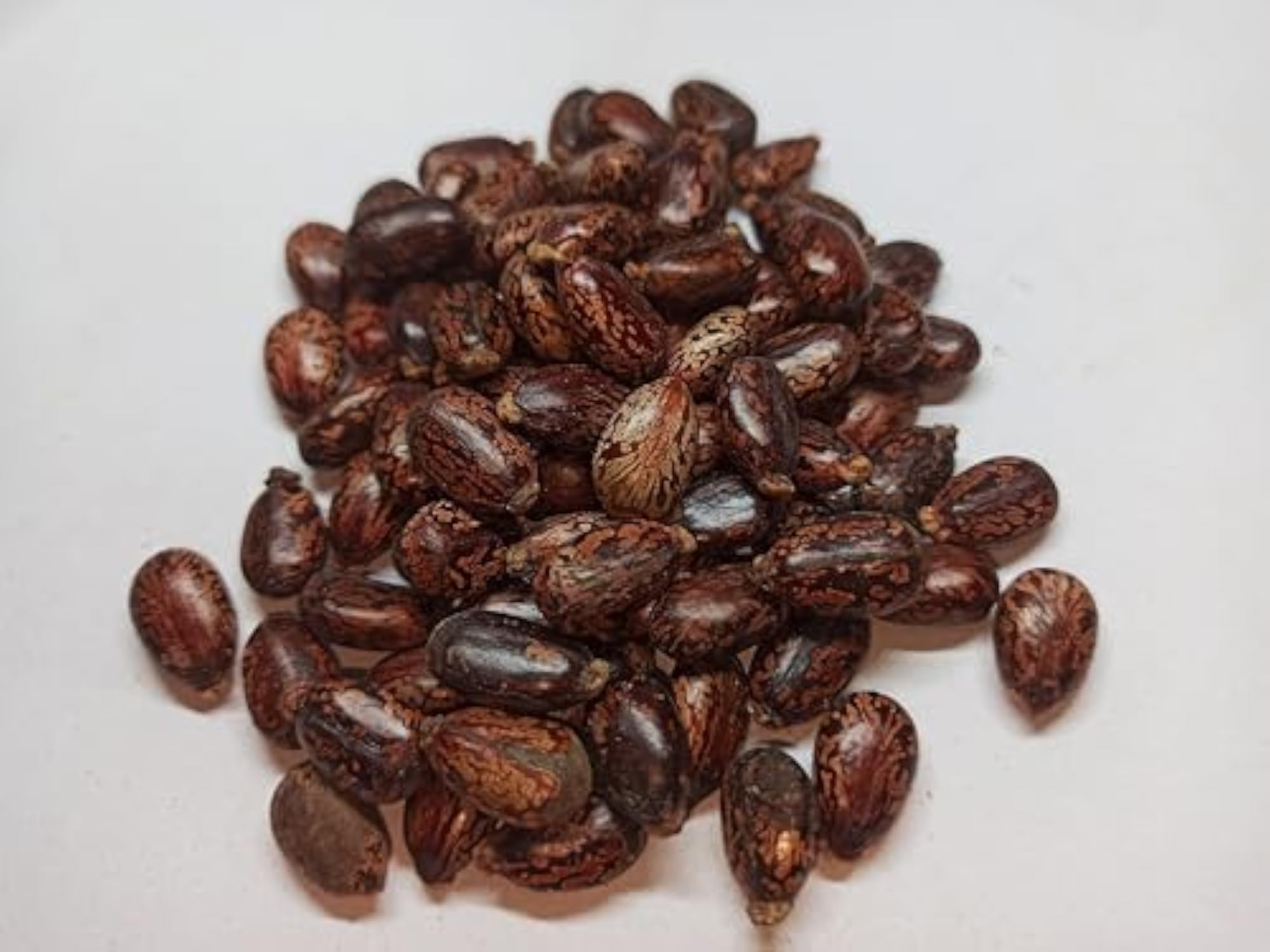 Kotta Muthu Castor Seeds, 50g