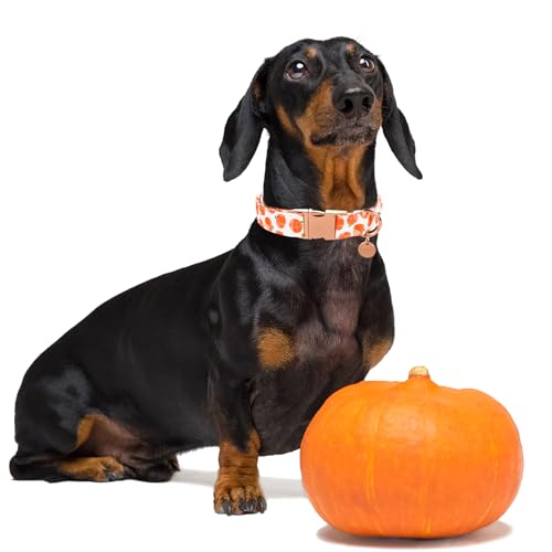 Image of Halloween Dog Collar with Metal Buckle Gift Fall Dog Collar for Small Medium Large Girls or Boys Dogs Cute Pumpkin Cotton Pet Collars