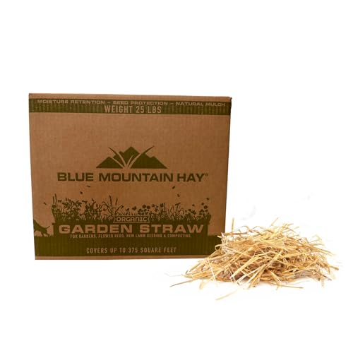 Blue Mountain Hay Organic Garden Straw (25 lb) - Natural Mulch for Gardening, Flower Beds & Landscaping, New Lawn Grass Seeding, Compost, Raised Garden Bed, Cat Grass & Grass Seed
