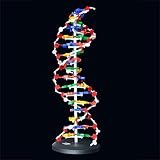 HMANE 23.6" DNA Model Kit,Double Helix Model Components Instrument for Science Education