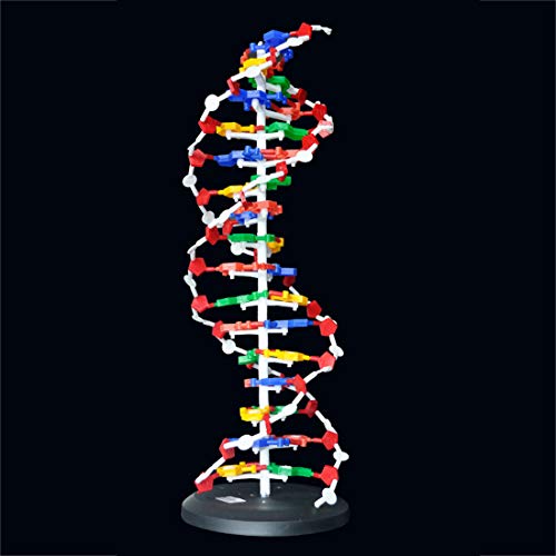 Hmane 23.6" Dna Model Kit,Double Helix Model Components Instrument For Science Education #TOP3