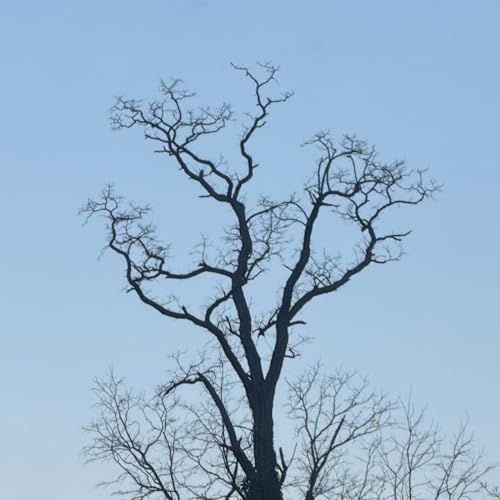 Bk. 1, Pt. 3, Ch. 17: Decimation of Uvar&oacute;v's Calvary