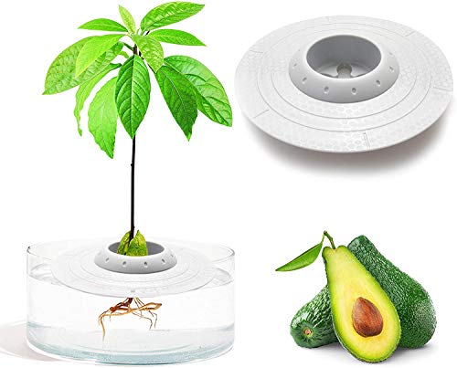 Avocado Seed Starter Tray,iBayx Avocado Tree Growing Plant Seeds Bowl Garden Seeds...