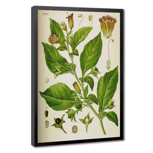 Poster Atropa Belladonna Hermann Adolph Köhler impression toile 50x75 cm
