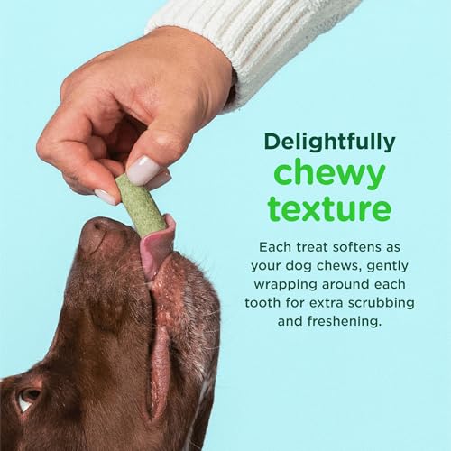 Image of Minties FreshBites Soft and Chewy Dental Treats, Low Calorie Natural Mint Flavored Dental Chews for Dogs, 100 Count, Dog Chews Clean Teeth, Fight Bad Breath, Removes Plaque and Tartar