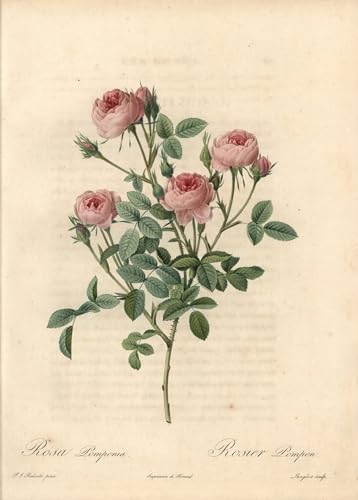Lienzo Rose De Meaux de Pierre Redouté murales de flores impresiones pared 60x90cm