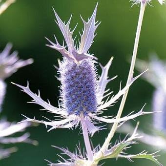 Leavenworth's eryngo (Eryngium leavenworthii)