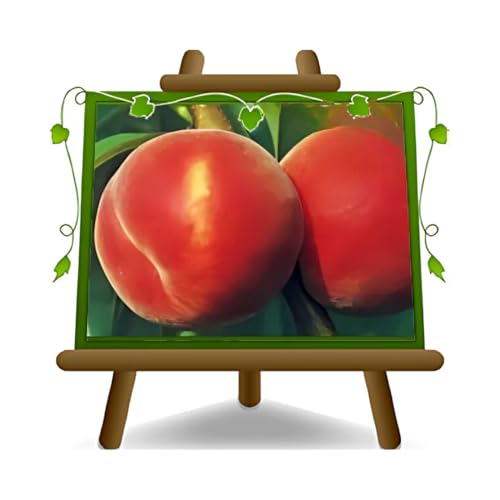 EURO PLANTS VIVAI Pêcher pêche à la pulpe jaune Redhaven plante fruitière greffé en pot 26 cm hauteur maximale 180 cm - Âge 4 ans