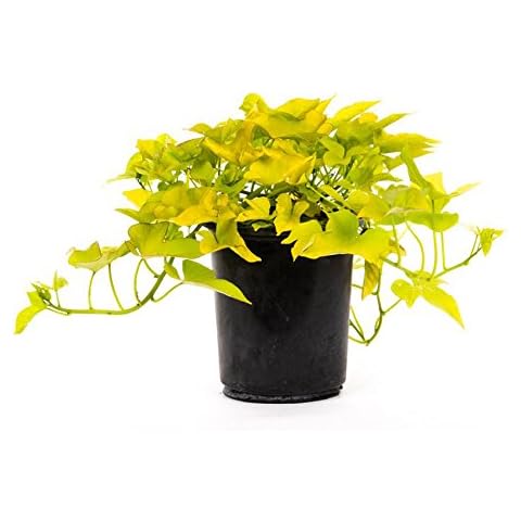 American Plant Exchange Desana Lime Sweet Potato Vine Cover